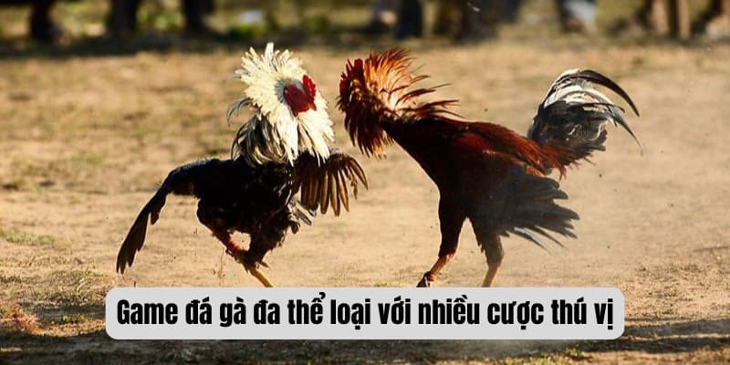 Game đá gà đa thể loại với nhiều cược thú vị