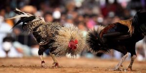 Avt đá gà asil tại 23win