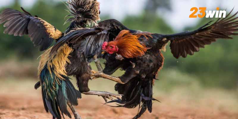 Vảy xuyên đao được hiểu ra sao?